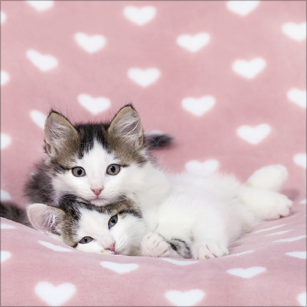 Cats 2027, Innenansicht #2