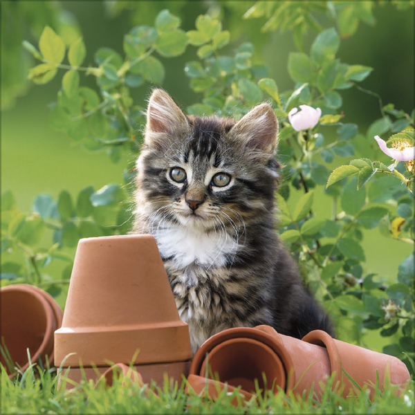 Cats 2027, Innenansicht #3