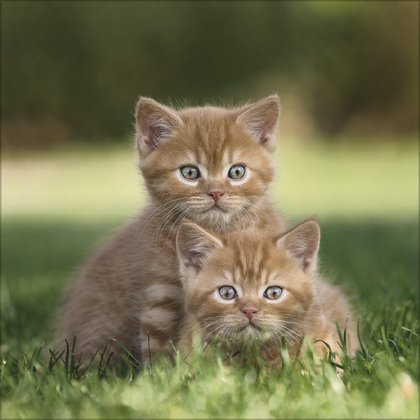 Cats 2027, Innenansicht #4