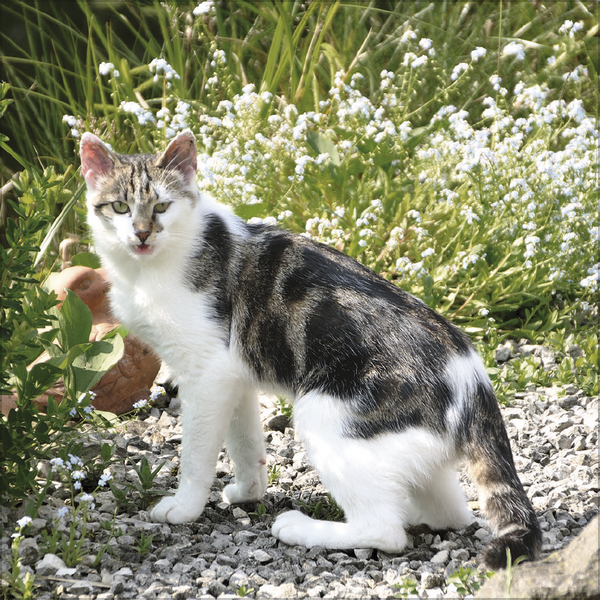 Cats 2027, Innenansicht #5