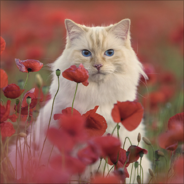 Cats 2027, Innenansicht #6