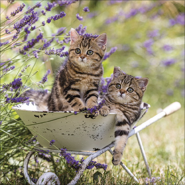 Cats 2027, Innenansicht #7