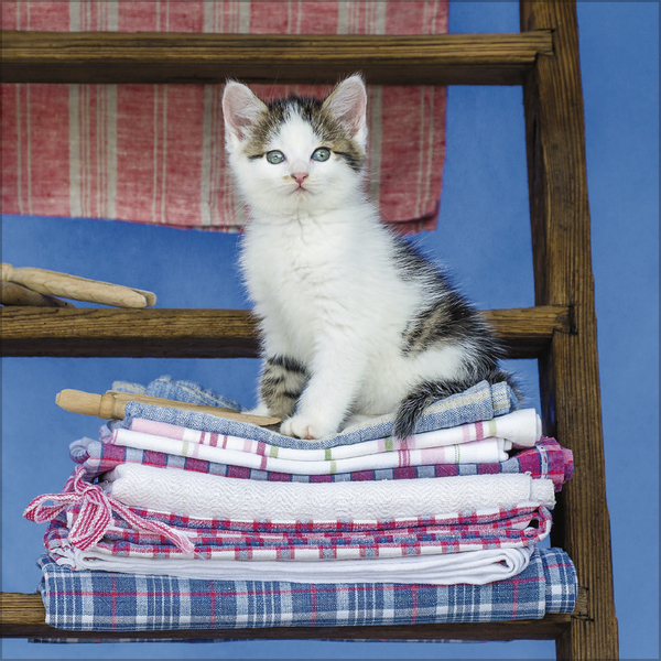 Cats 2027, Innenansicht #8