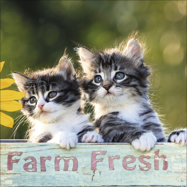 Cats 2027, Innenansicht #9