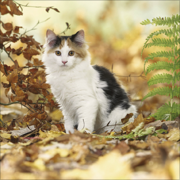 Cats 2027, Innenansicht #10