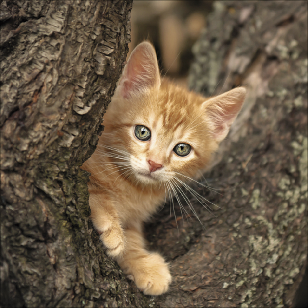 Cats 2027, Innenansicht #11