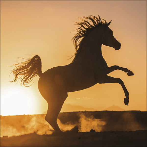 Horses 2027, Innenansicht #2