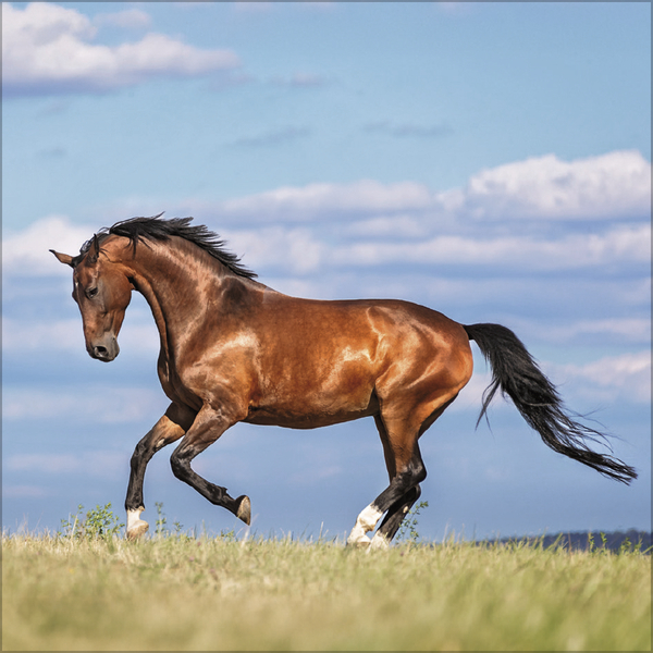 Horses 2027, Innenansicht #3