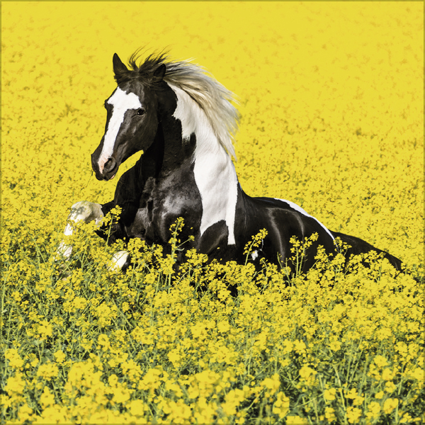 Horses 2027, Innenansicht #4