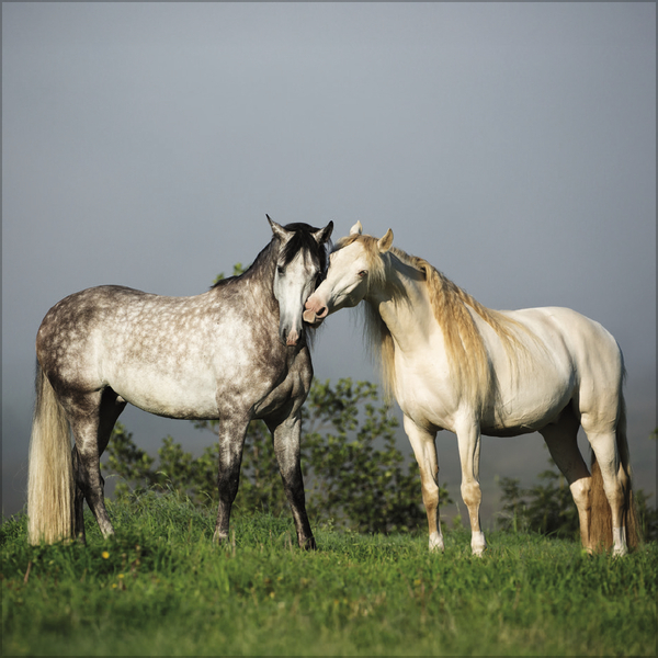 Horses 2027, Innenansicht #5