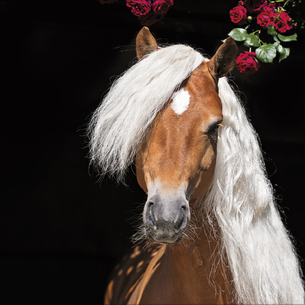 Horses 2027, Innenansicht #6