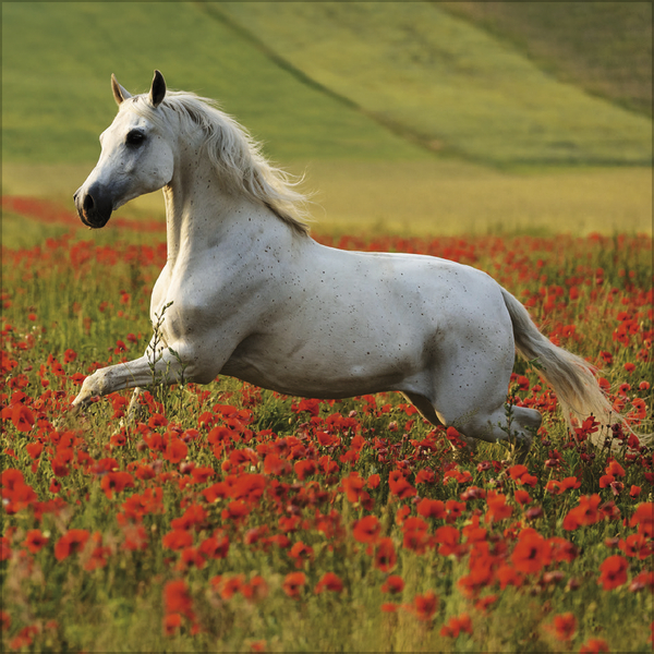 Horses 2027, Innenansicht #7