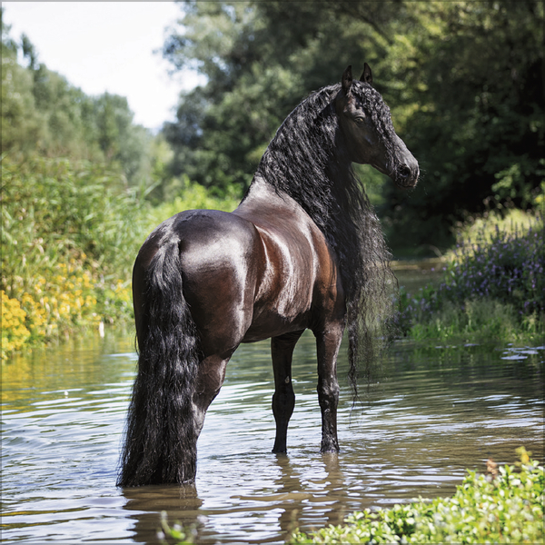 Horses 2027, Innenansicht #8