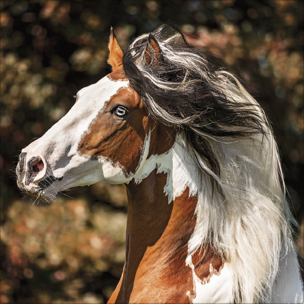 Horses 2027, Innenansicht #9