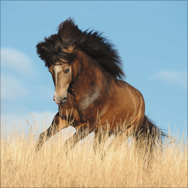 Horses 2027, Innenansicht #10