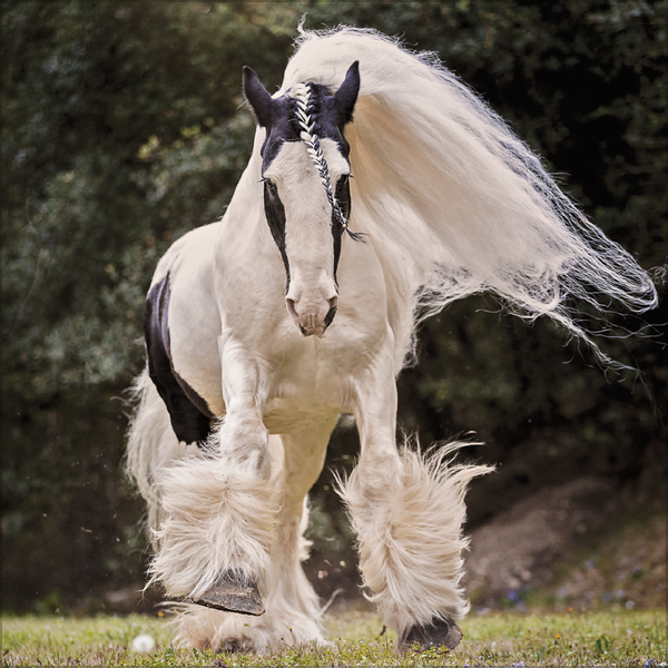 Horses 2027, Innenansicht #11