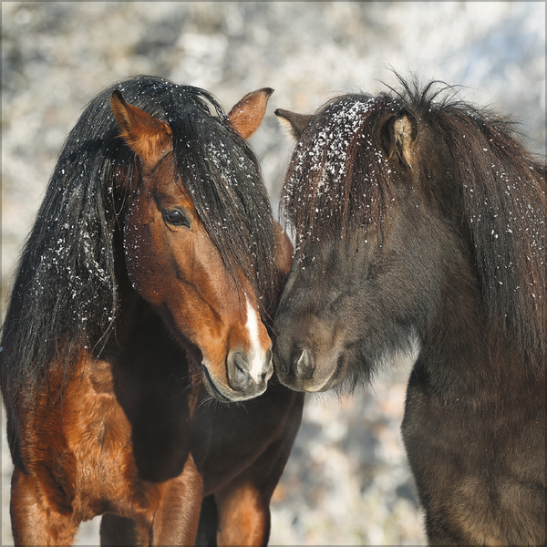 Horses 2027, Innenansicht #12