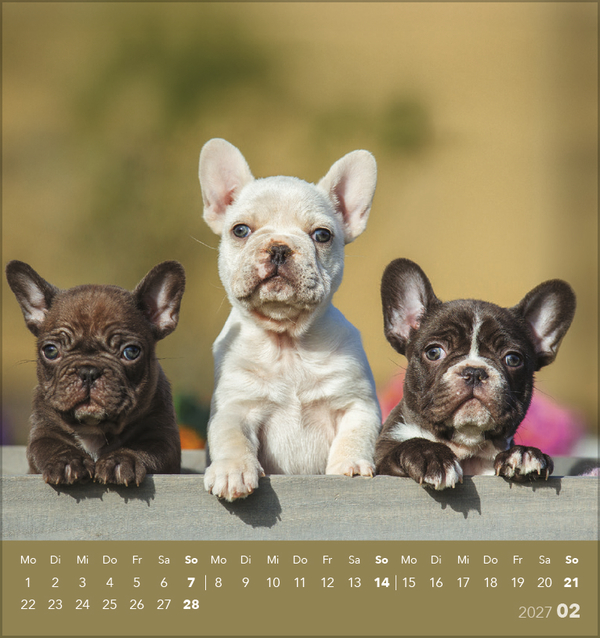 Hunde 2027, Innenansicht #2