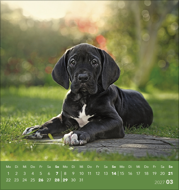 Hunde 2027, Innenansicht #3