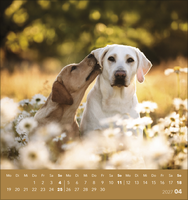 Hunde 2027, Innenansicht #4