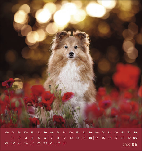 Hunde 2027, Innenansicht #6