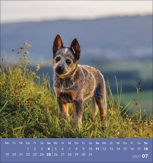 Hunde 2027, Innenansicht #7