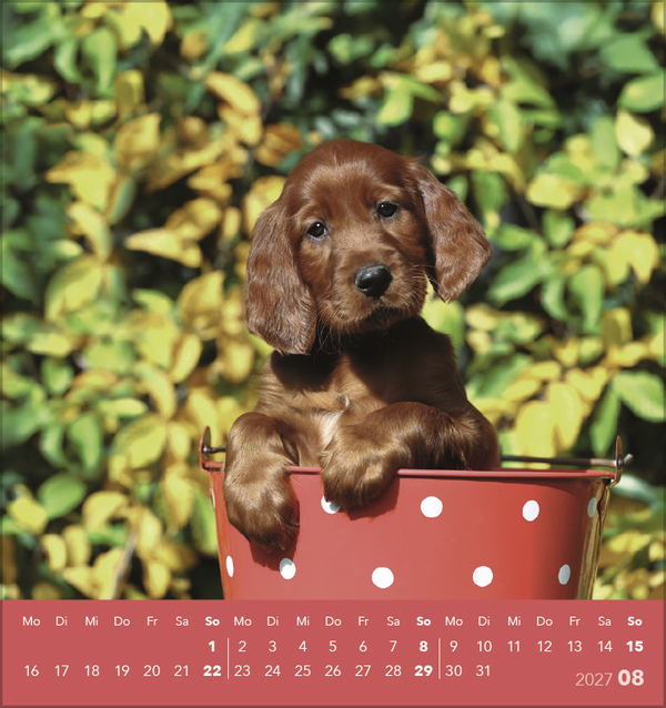 Hunde 2027, Innenansicht #8