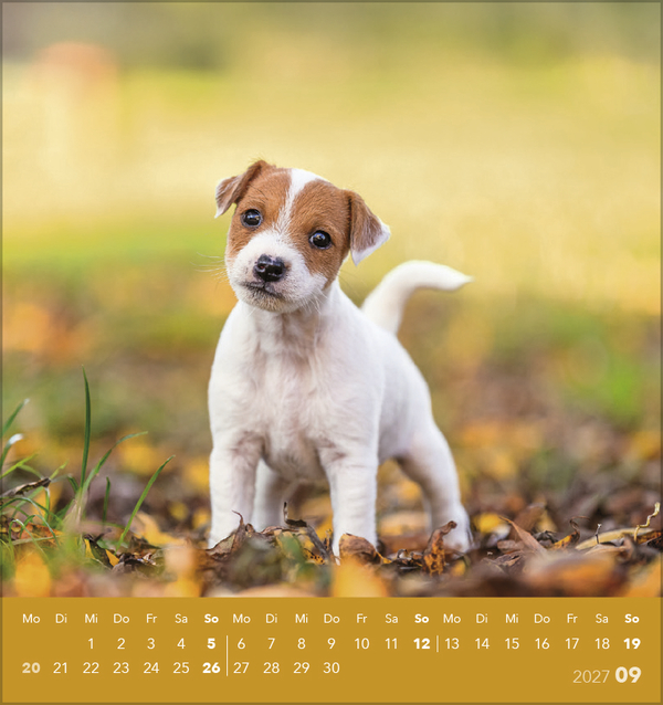 Hunde 2027, Innenansicht #9