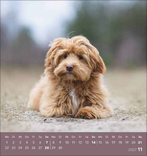 Hunde 2027, Innenansicht #11