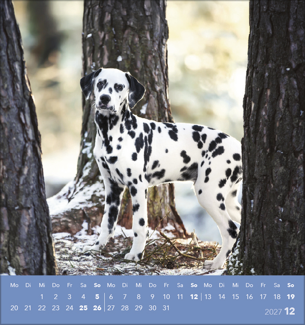 Hunde 2027, Innenansicht #12