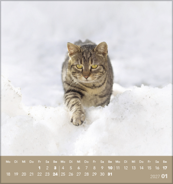 Schmusekatzen 2027, Innenansicht #1