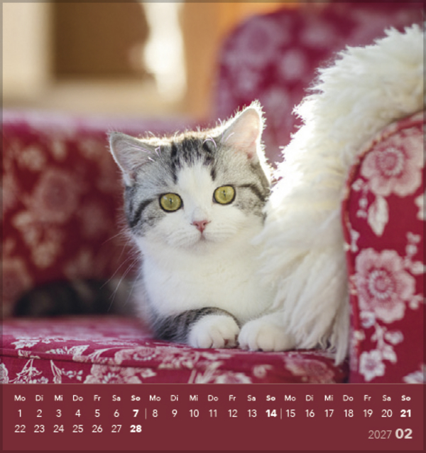 Schmusekatzen 2027, Innenansicht #2