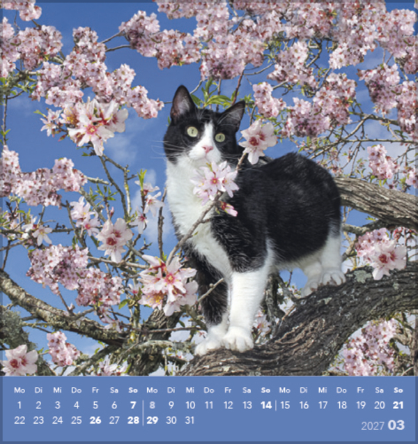 Schmusekatzen 2027, Innenansicht #3