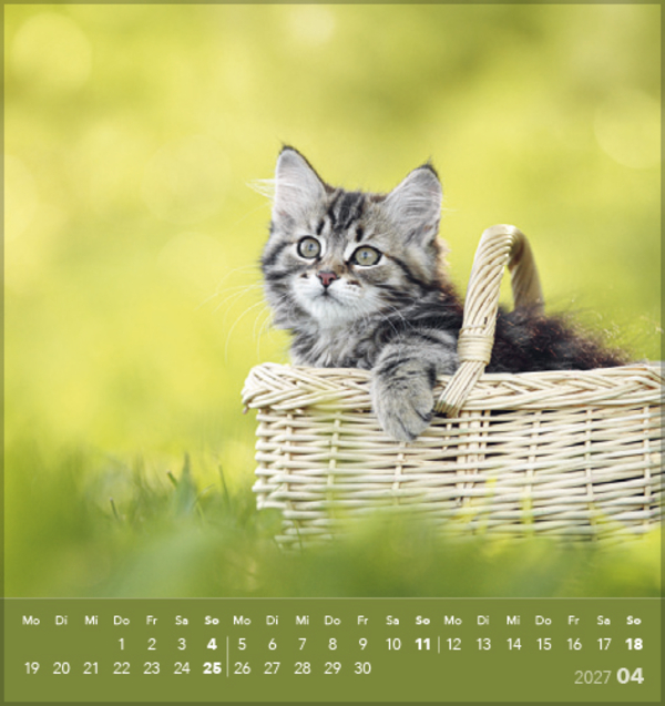 Schmusekatzen 2027, Innenansicht #4