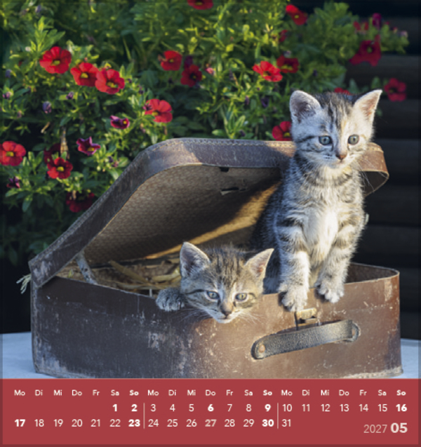 Schmusekatzen 2027, Innenansicht #5