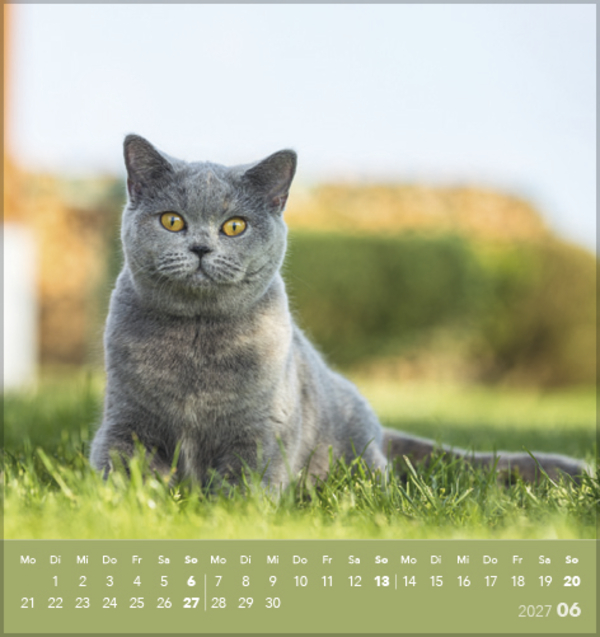 Schmusekatzen 2027, Innenansicht #6