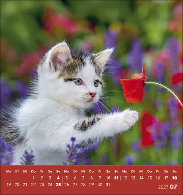 Schmusekatzen 2027, Innenansicht #7