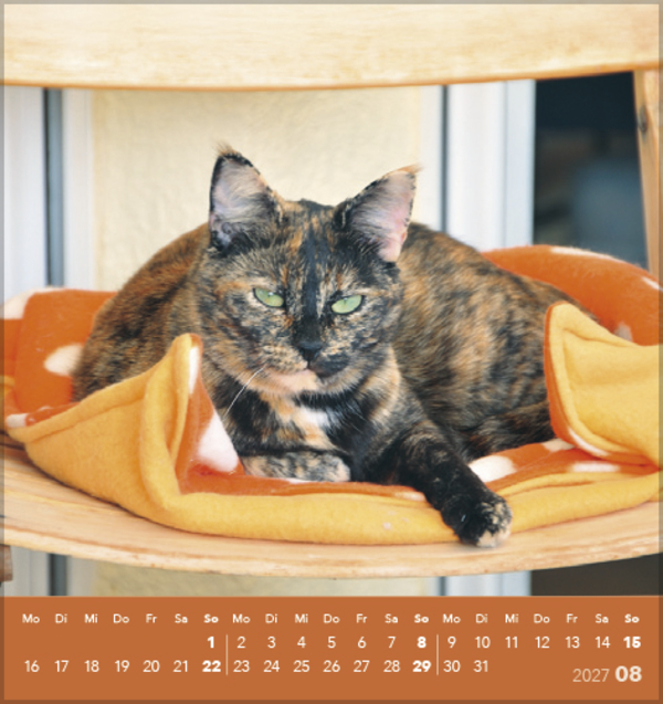 Schmusekatzen 2027, Innenansicht #8