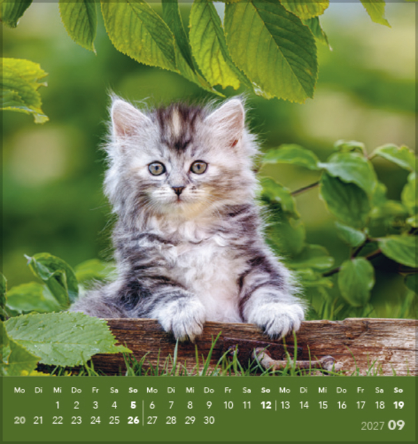 Schmusekatzen 2027, Innenansicht #9