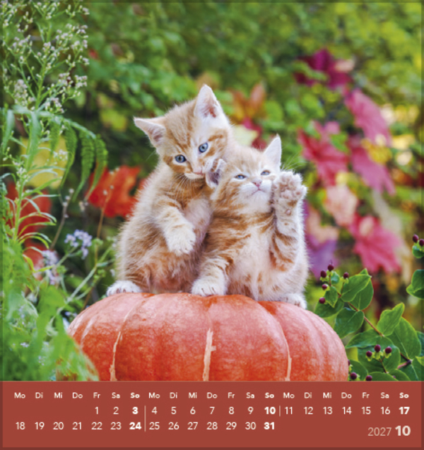 Schmusekatzen 2027, Innenansicht #10