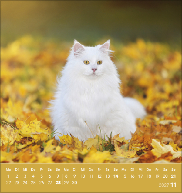 Schmusekatzen 2027, Innenansicht #11