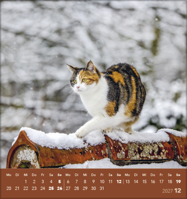 Schmusekatzen 2027, Innenansicht #12