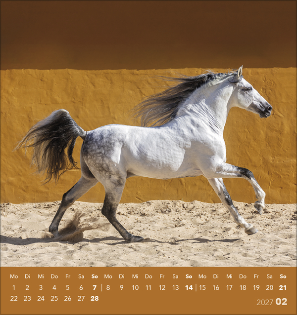 Traumpferde 2027, Innenansicht #2