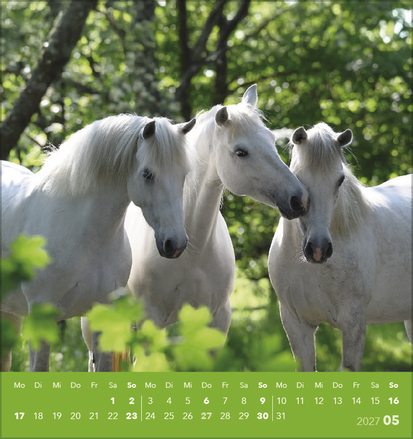 Traumpferde 2027, Innenansicht #5