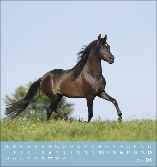 Traumpferde 2027, Innenansicht #6