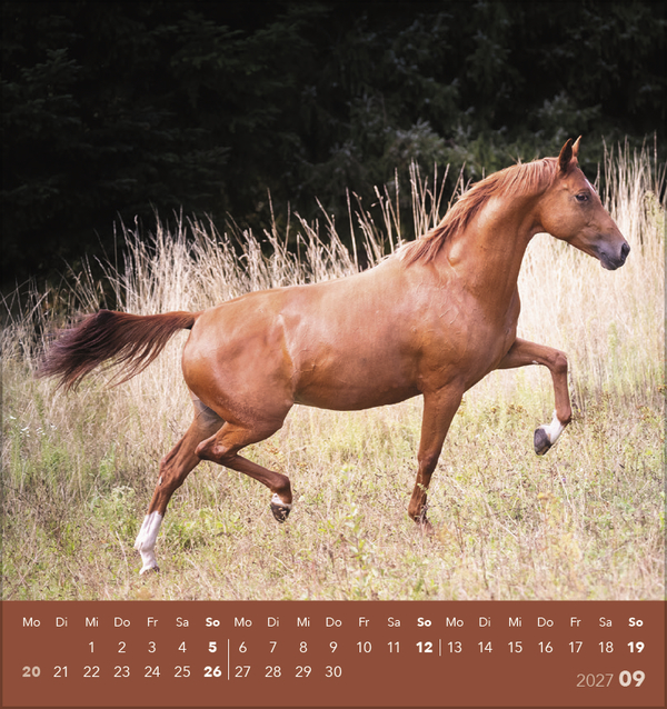 Traumpferde 2027, Innenansicht #9