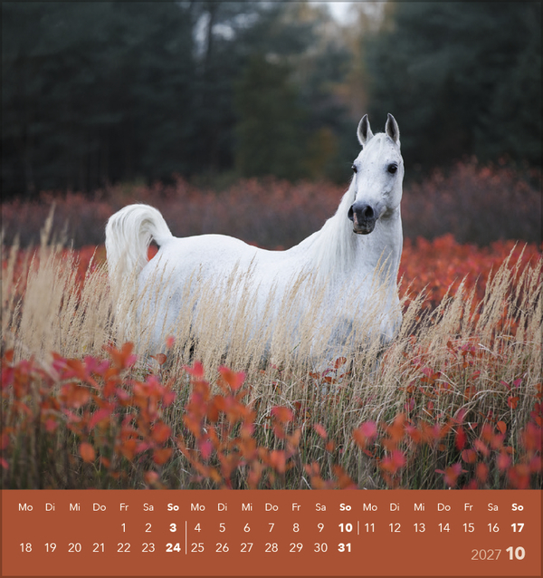 Traumpferde 2027, Innenansicht #10