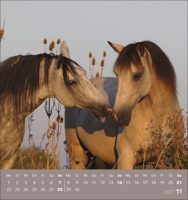 Traumpferde 2027, Innenansicht #11