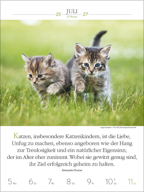 Literaturkalender Katzen 2027, Innenansicht #6
