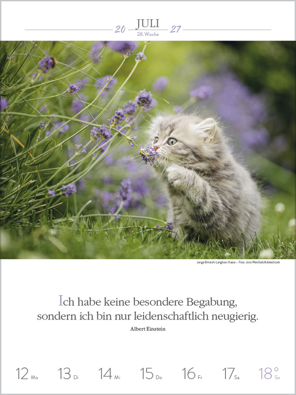 Literaturkalender Katzen 2027, Innenansicht #7